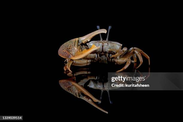 close-up of a fiddler crab on black background - winkerkrabbe stock-fotos und bilder