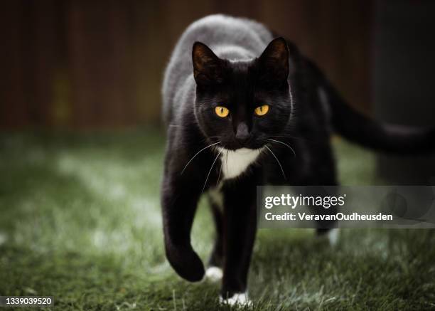 black and white tuxedo cat walking in the garden - black and white cat foto e immagini stock