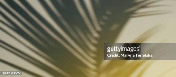 shadow of a palm tree branch on a yellow background - palm tree stockfoto's en -beelden