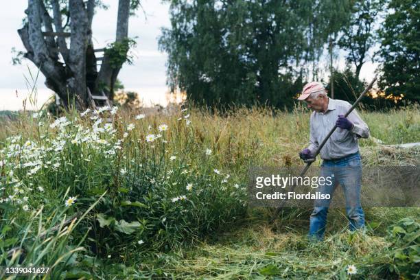 a senior man working in the backyard of a country house - gras sense stock-fotos und bilder