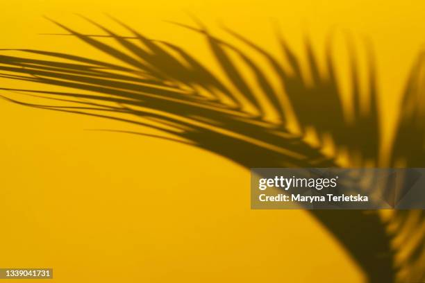 shadow of a palm tree branch on a yellow background - yellow wall stockfoto's en -beelden