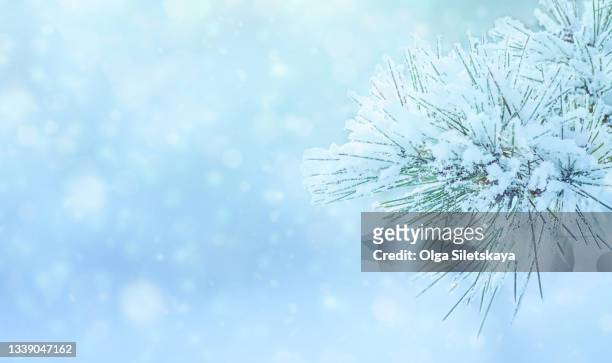 pine tree branches covered frost - snow branch stock pictures, royalty-free photos & images