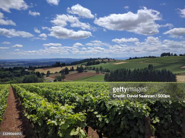 scenic view of vineyard against sky,yamhill county,oregon,united states,usa - oregon stock pictures, royalty-free photos & images