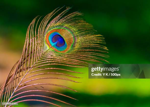 close-up of peacock feather,delhi,india - peacock feathers stock-fotos und bilder