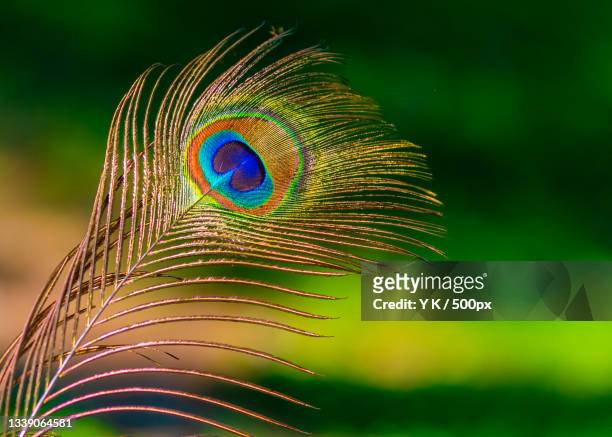 Peacock Feather Photos and Premium High Res Pictures - Getty Images