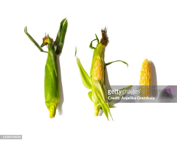 raw corn corn on white background - corn foto e immagini stock