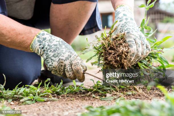 senior woman in summer afternoon weeding the path in the vegetable garden - weed stock pictures, royalty-free photos & images