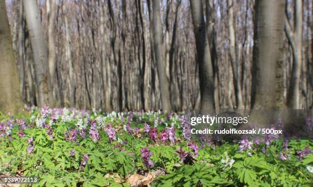 view of flowering plants in forest,tata,hungary - tata hungary stock pictures, royalty-free photos & images