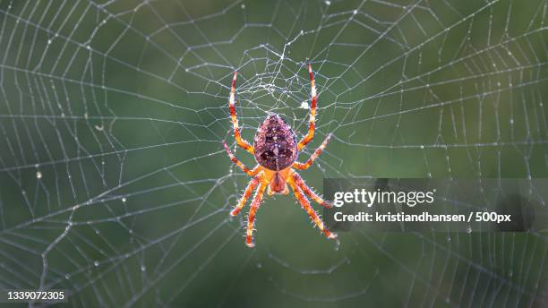 close-up of spider on web - spider web bildbanksfoton och bilder