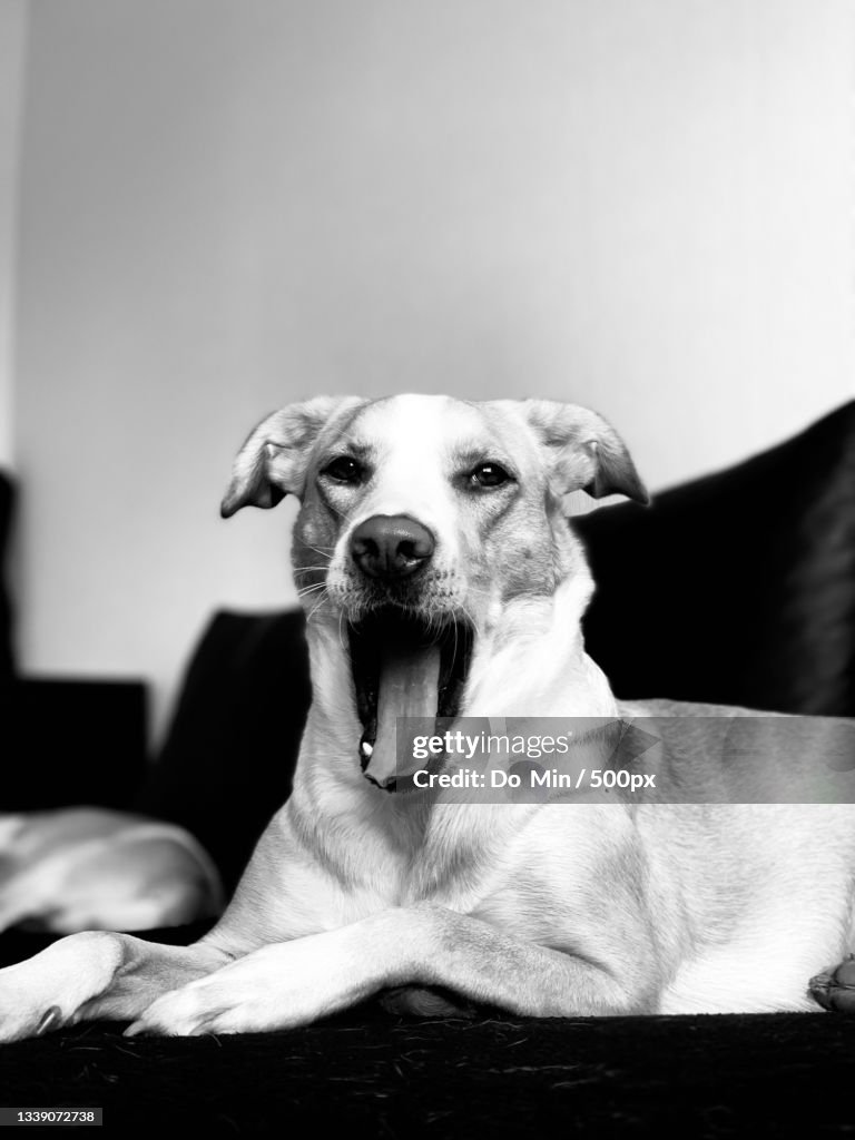 Close-up portrait of purebred labrador retriever sitting on sofa at home,Vilnius,Lithuania