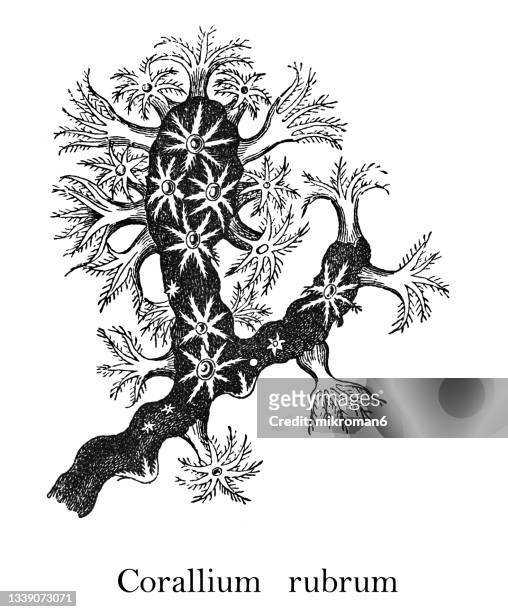 old engraved illustration of precious coral, or red coral (corallium rubrum) - bone tissue stock-fotos und bilder