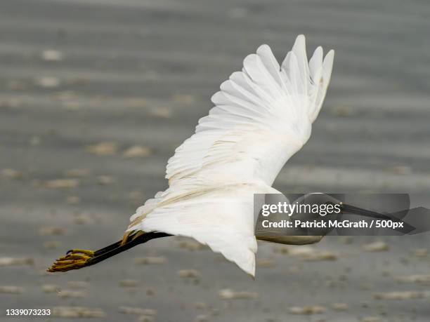 close-up of seagull flying over sea,havant,united kingdom,uk - little egret (egretta garzetta) stock pictures, royalty-free photos & images