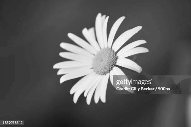 Black And White Flower Photography Photos and Premium High Res Pictures ...