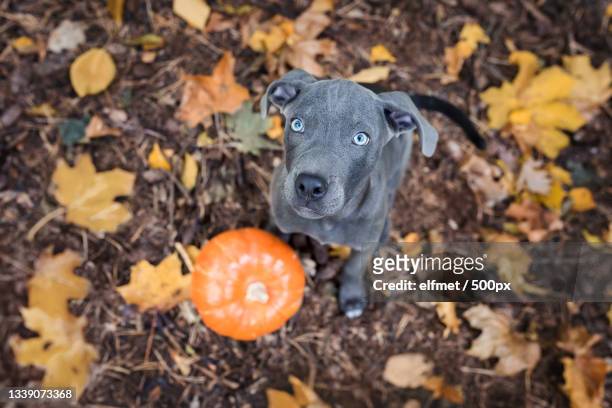 high angle portrait of purebred dog standing on autumn leaves,weimar,germany - weimaraner stock-fotos und bilder
