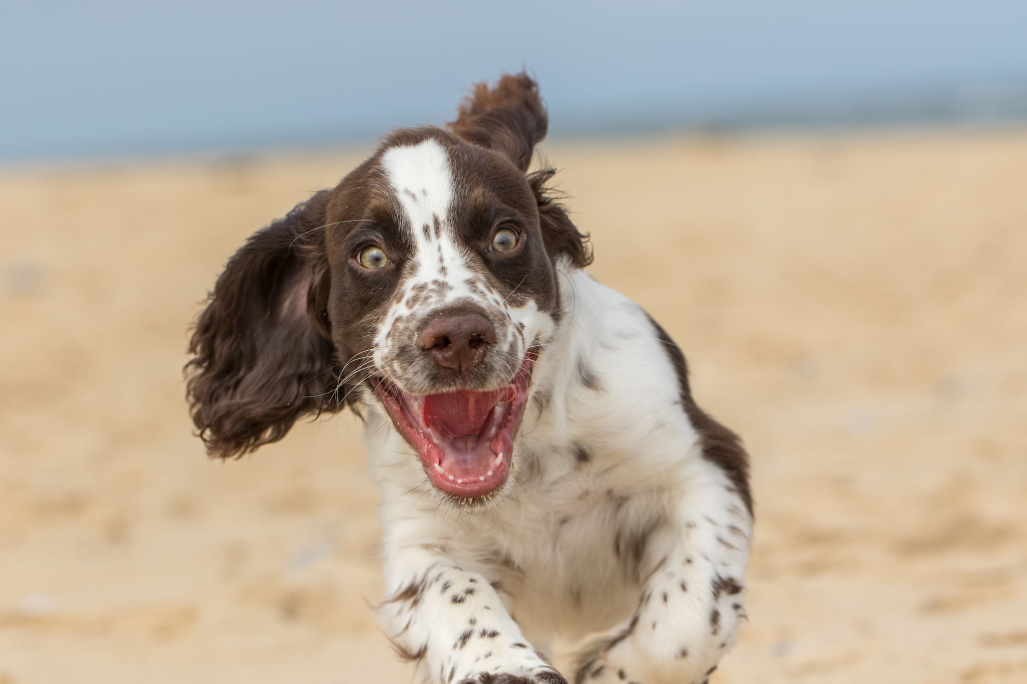 Happy puppy having fun running on the beach Happy puppy having fun running on the beach
