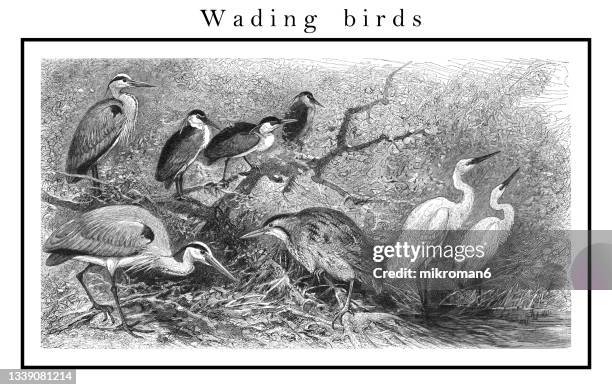 old engraved illustration of ornithology - wading birds - gray heron stock pictures, royalty-free photos & images