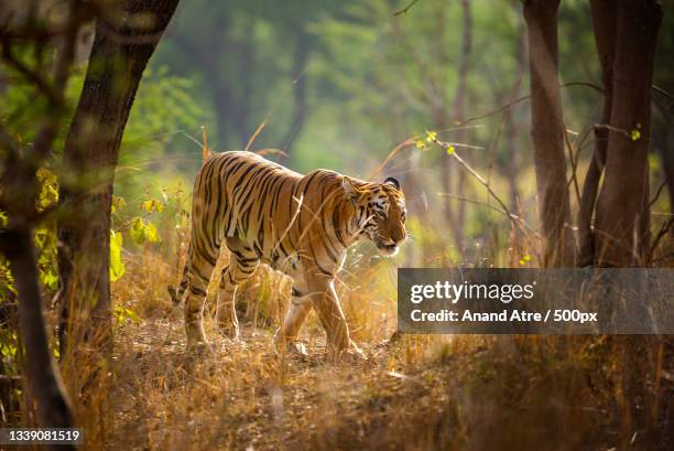 portrait of tiger standing on field,tadoba andhari tiger reserve,india - tadoba national park india stock pictures, royalty-free photos & images