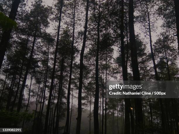 low angle view of trees in forest - nathaniel cline fotografías e imágenes de stock