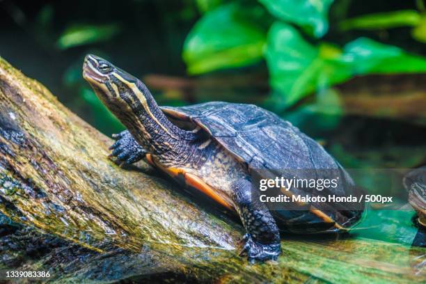 close-up of lizard on tree - florida red bellied cooter stock pictures, royalty-free photos & images