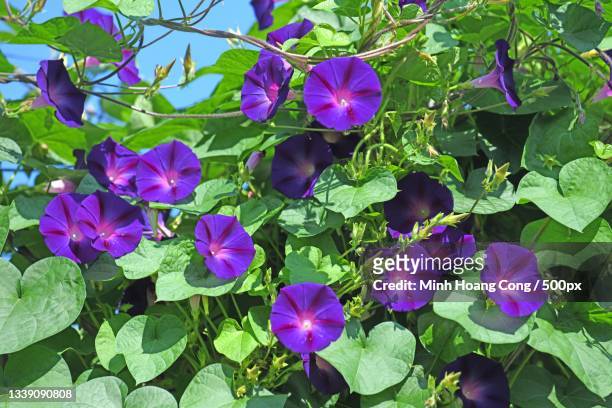 close-up of purple flowering plants,bergerac,france - périgord photos et images de collection