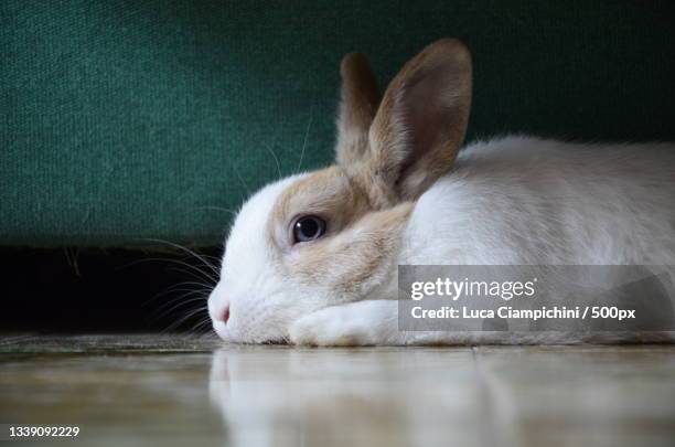 close-up of rabbit on floor,sueca,valencia,spain - white rabbit stock pictures, royalty-free photos & images