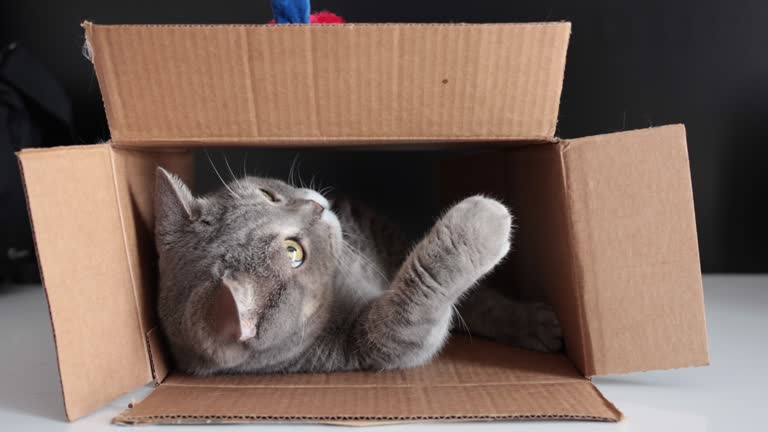 Inside Rhe Box 928 Cat Inside The Box Stock Videos, Footage, & 4K Video Clips - Getty ...