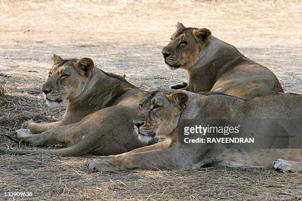 In this photograph dated 10 December 2007, Asiatic Lions lounge in the shade of a tree near the village of Sasan on the edge of Gir National Park,...
