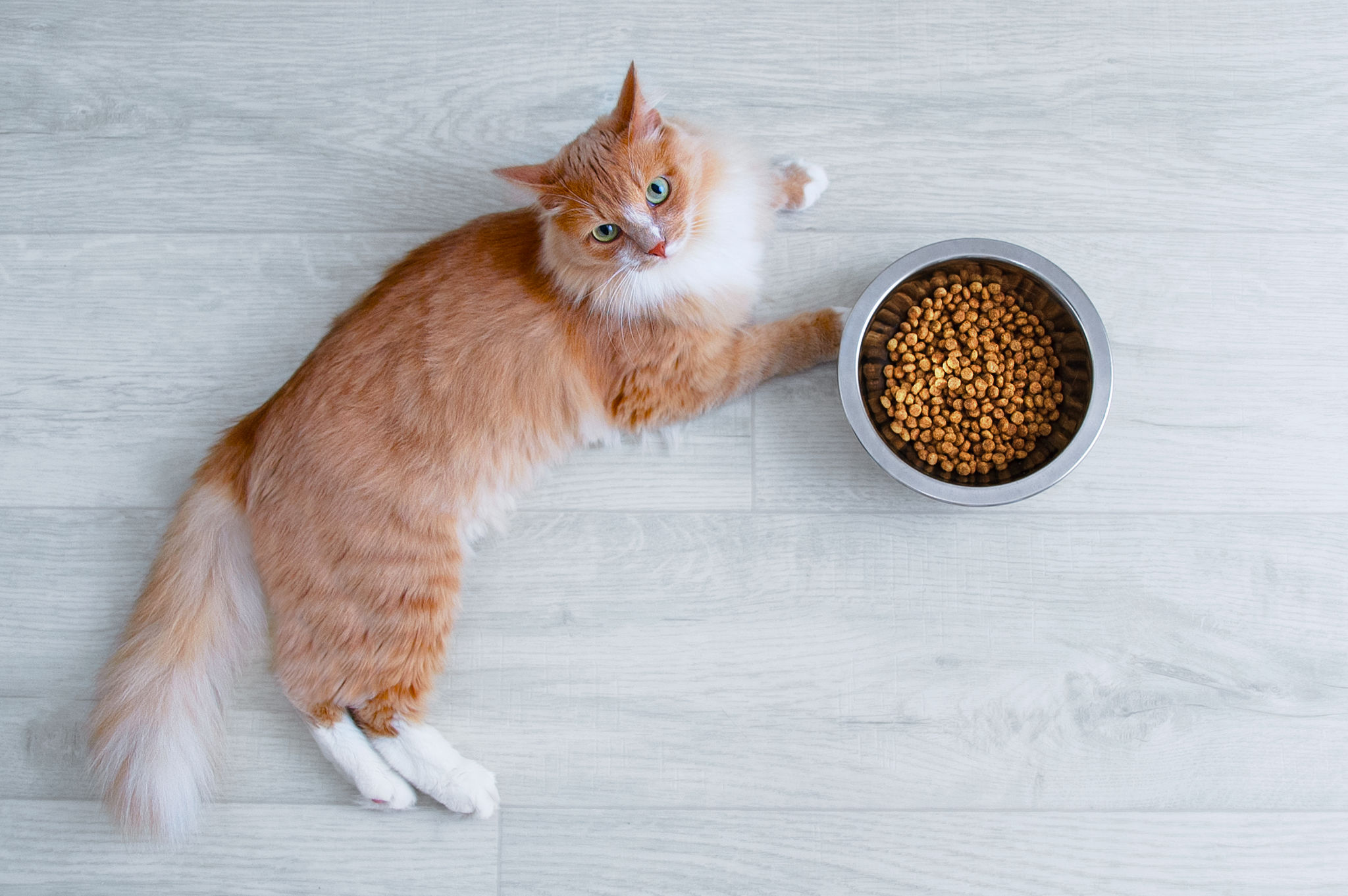 Ginger cat and a metal bowl with dry food on the white floor of the room. Ginger cat and a metal bowl with dry food on the white floor of the room.
