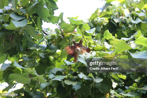 eichhörnchen - hazel tree stock pictures, royalty-free photos & images