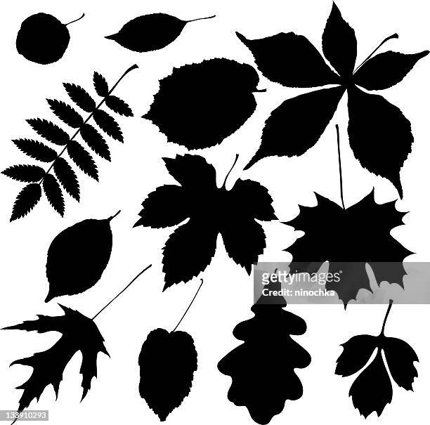 ilustraciones, imágenes clip art, dibujos animados e iconos de stock de hojas negro - oak leaf