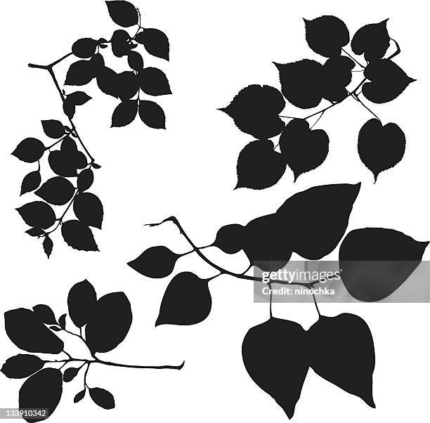 stockillustraties, clipart, cartoons en iconen met leaves on branches - linde bladverliezende boom