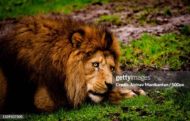 side view of lion sitting on field,arlit,agadez region,niger - agadez stock pictures, royalty-free photos & images
