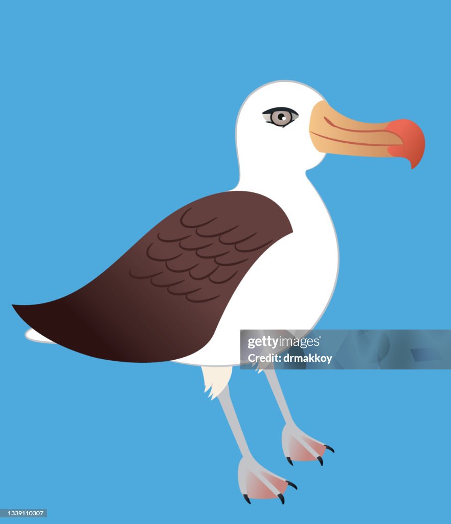 Black Browed Albatross