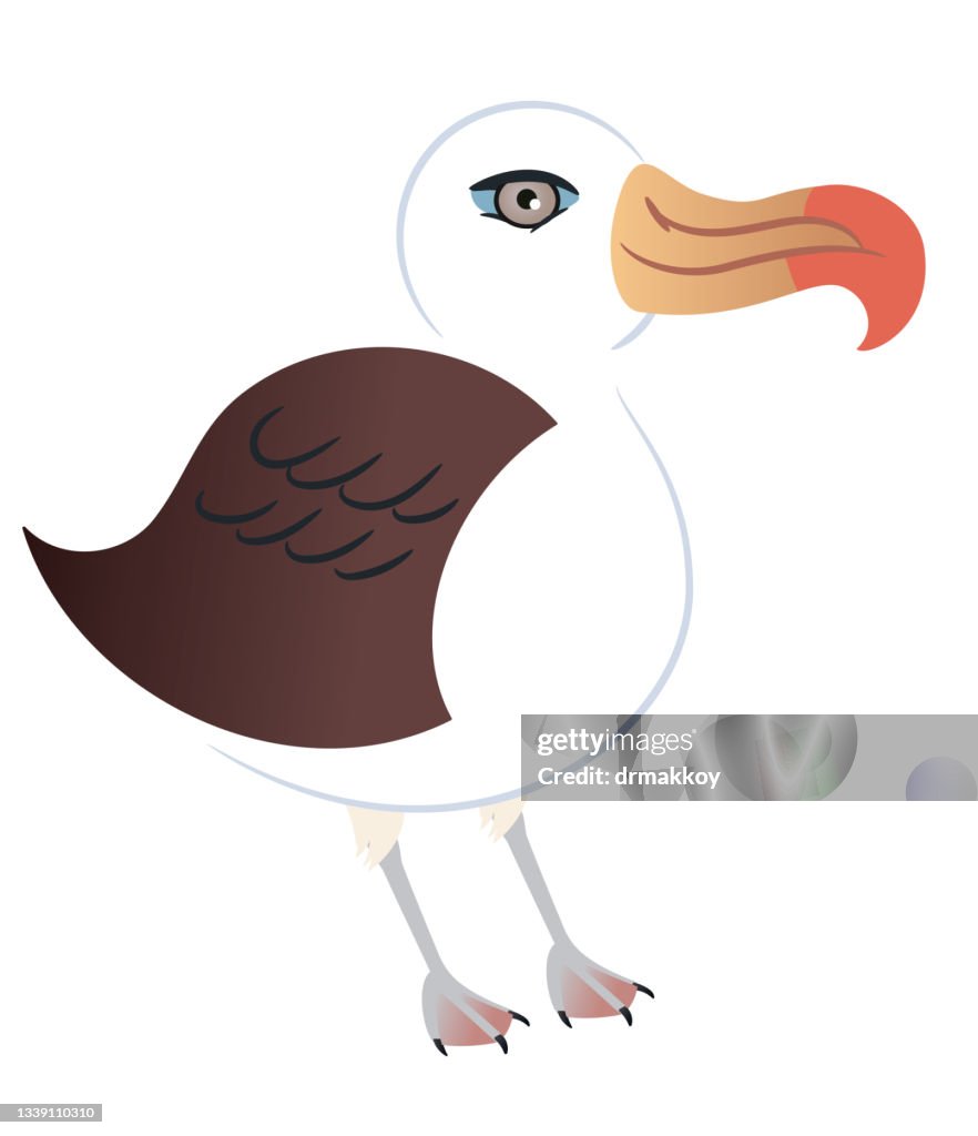 Black Browed Albatross