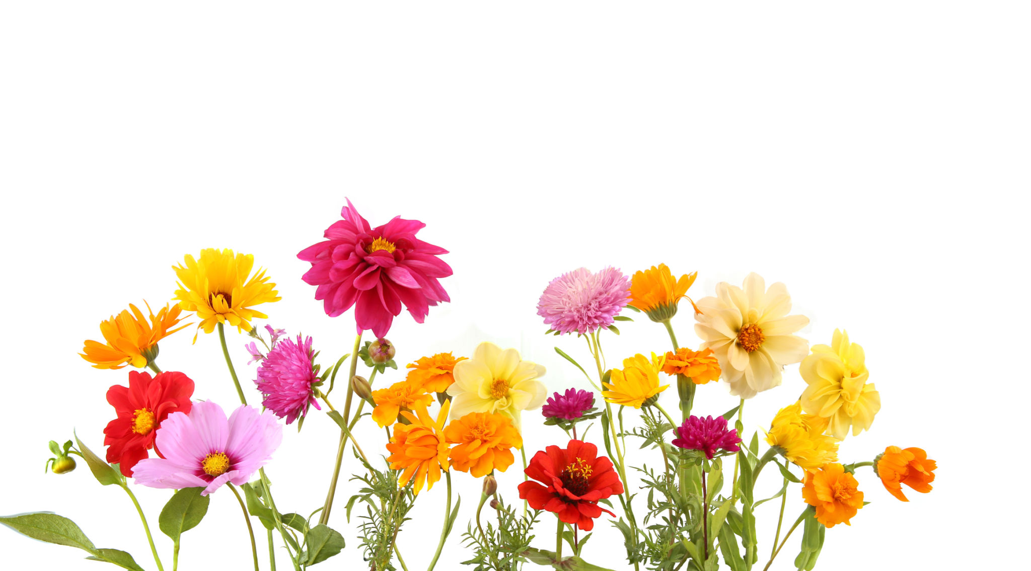 flower variety