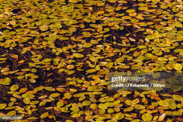 full frame shot of yellow autumn leaves,tabuyo del monte,spain - ecossistema stock pictures, royalty-free photos & images