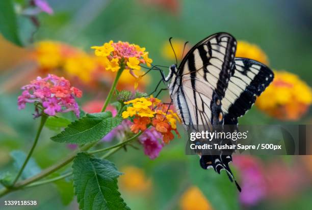 close-up of butterfly pollinating on flower,cary,north carolina,united states,usa - cary north carolina stock-fotos und bilder