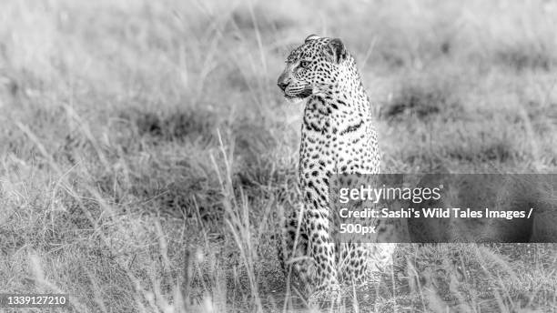 side view of cheetah sitting on grassy field,maasai mara national reserve,kenya - national wildlife reserve stock-fotos und bilder