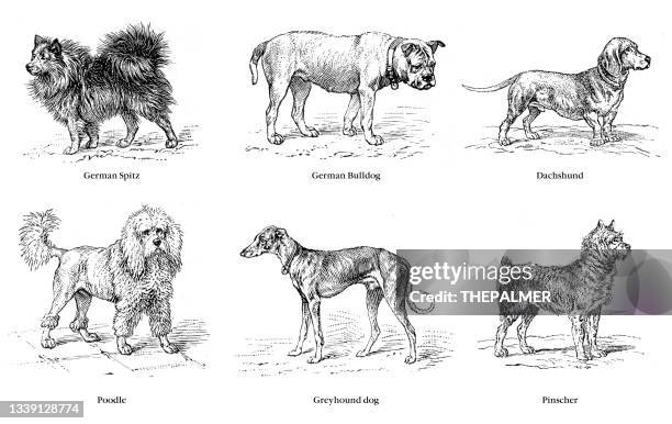 breed of dogs illustration 1899 - hound stock illustrations