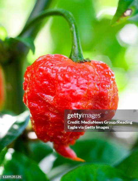 Bowers, PA Carolina Reaper chile peppers growing in the field. At Meadowview Farm in Bowers, PA Tuesday morning September 7, 2021 where they grow a...