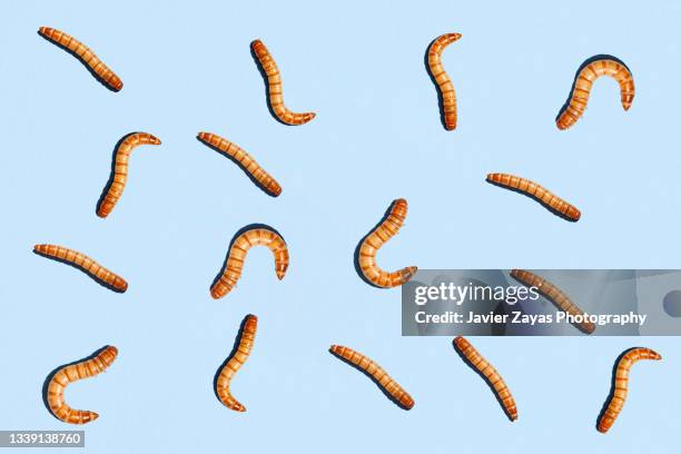 some yellow mealworms (tenebrio molitor) on blue background - maggot stock pictures, royalty-free photos & images