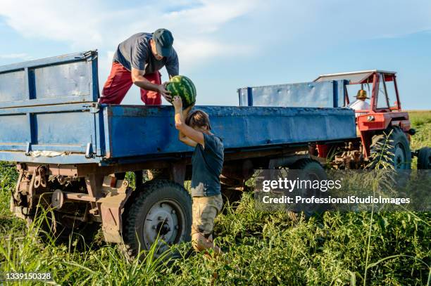 gli agricoltori stanno raccogliendo angurie dal campo. - immigrati foto e immagini stock