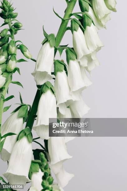 white digitalis (foxgloves) on gray background. close-up - foxglove stock pictures, royalty-free photos & images