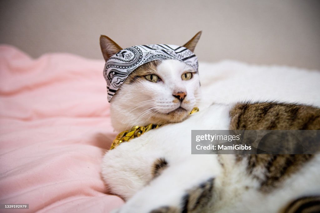 Cat wearing bandana and sunglasses