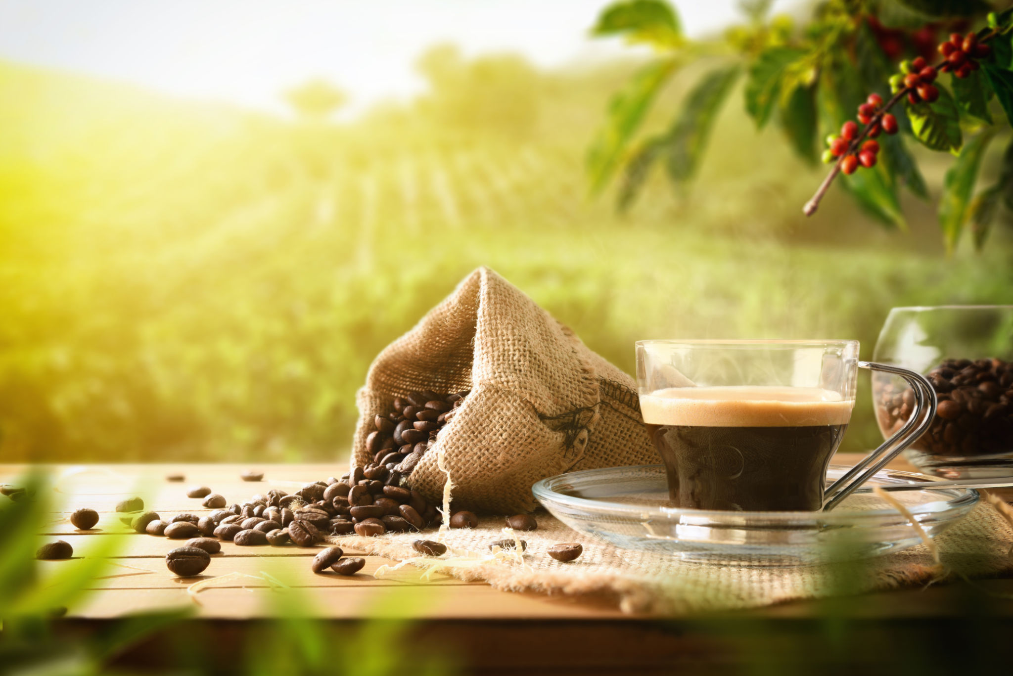 eco friendly coffee