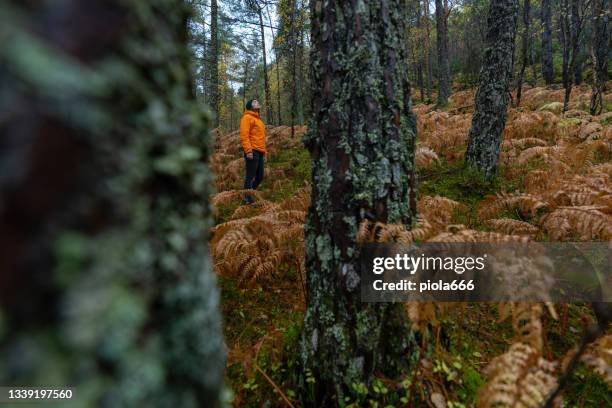 woman hiking outdoors in autumnal forest and trees in norway - autumn norway stock pictures, royalty-free photos & images