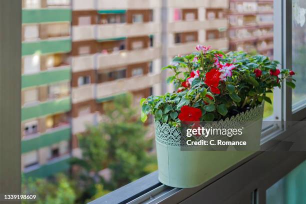 flowering plants on the windowsill - peitoril de janela imagens e fotografias de stock