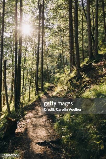 sunlit trail through the lush green bavarian forest, germany - terra em estado natural imagens e fotografias de stock