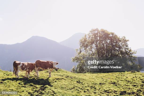two cows standing on a pasture in front of a mountain range, german alps - バーバリアンアルプス ストックフォトと画像