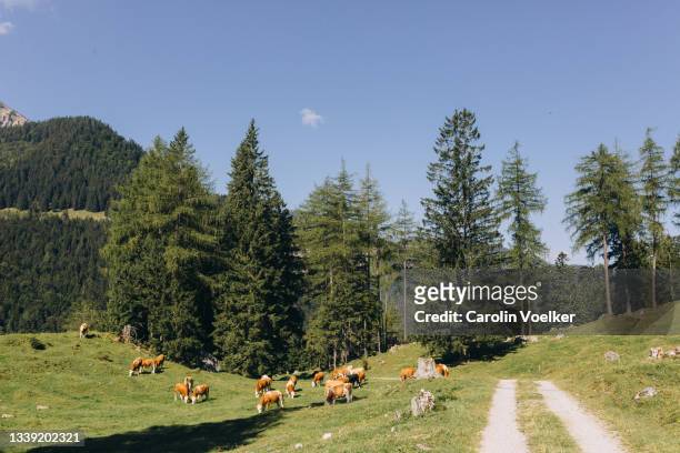 meadow with grazing cattle in the german alps in summer - feldweg grüne wiese kühe stock-fotos und bilder
